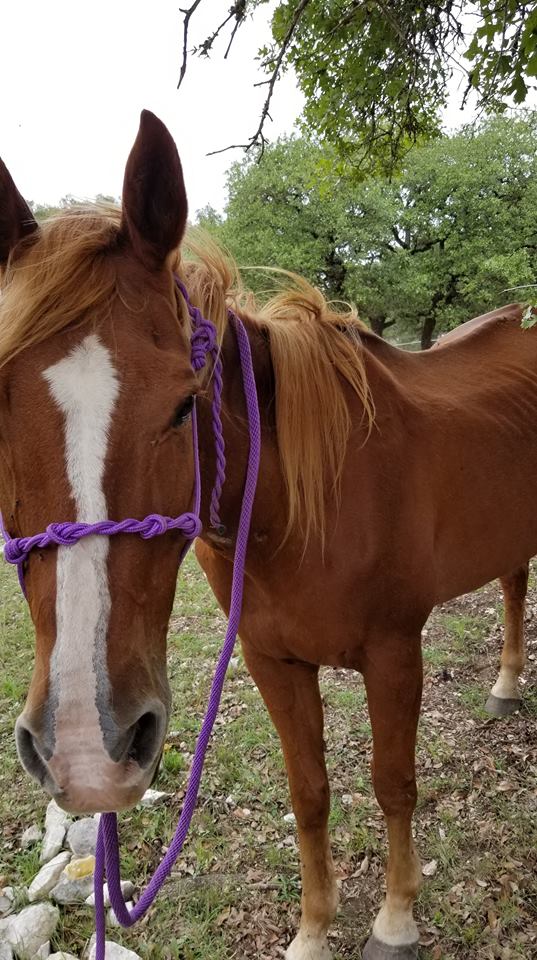 Image of Care before